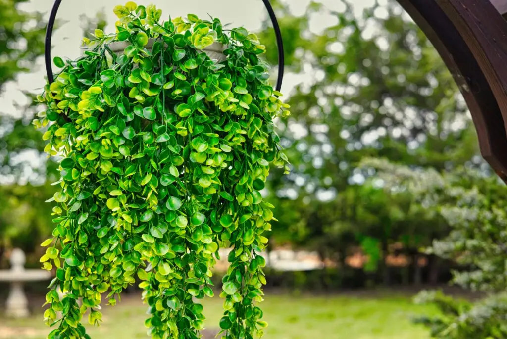 hanging plant